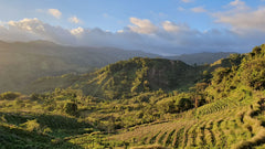 Unser Weg zur CO2-neutralen Kaffee-Rösterei