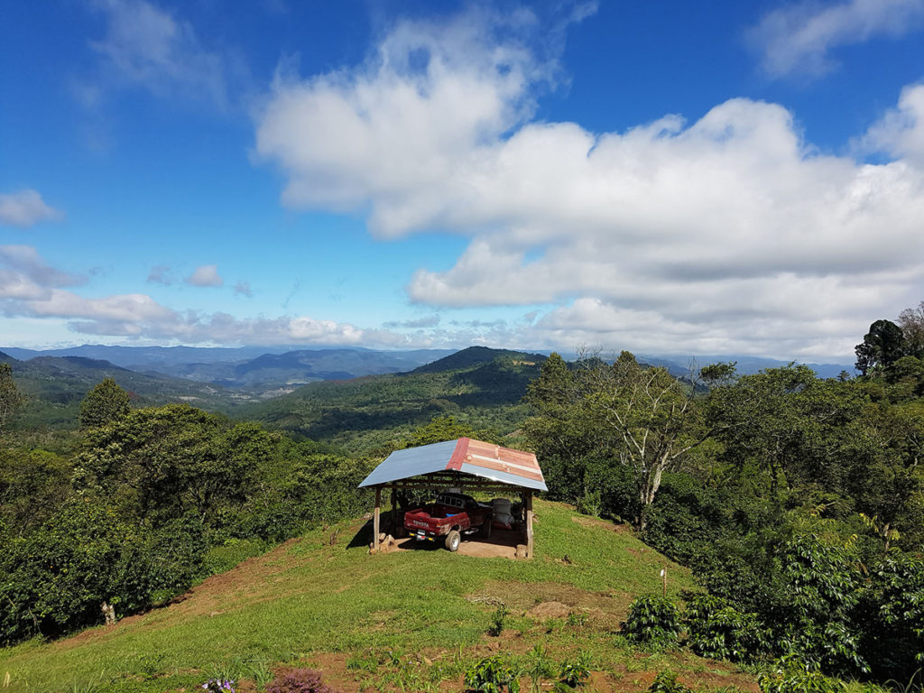 Finca Liquidambar - direct Trade Kaffee aus Honduras