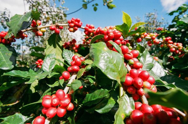 Kaffeekirschentee 120g – Bild 3